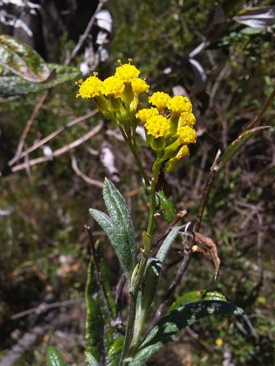 Senecio hypoleucus, photographed by insiderelic