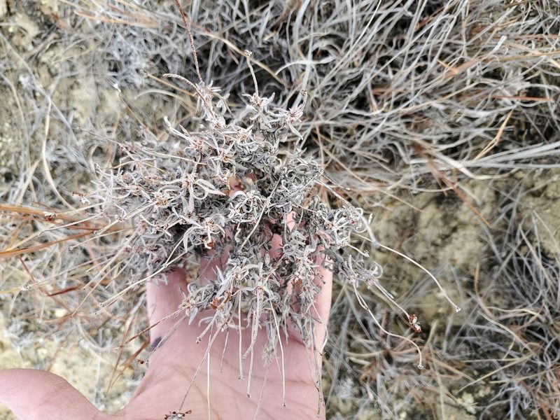 Eriogonum pauciflorum, photographed by John Gaskin