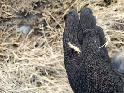 Agropyron cristatum, photographed by John Gaskin