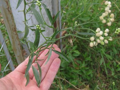 Baccharis glutinosa, photographed by Gonzalo Roget