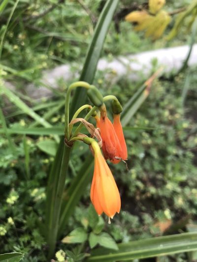 Stenomesson aurantiacum, photographed by Ben Pritchard