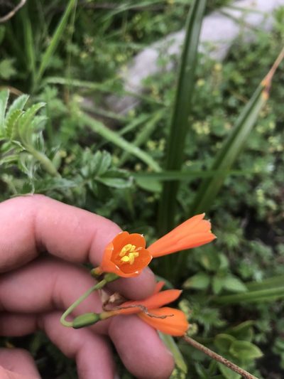 Stenomesson aurantiacum, photographed by Ben Pritchard