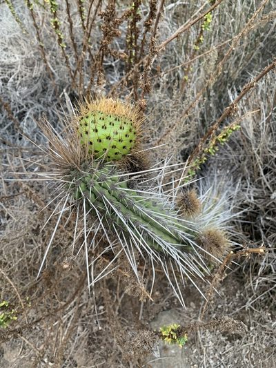 Eulychnia castanea, photographed by nitsuga74
