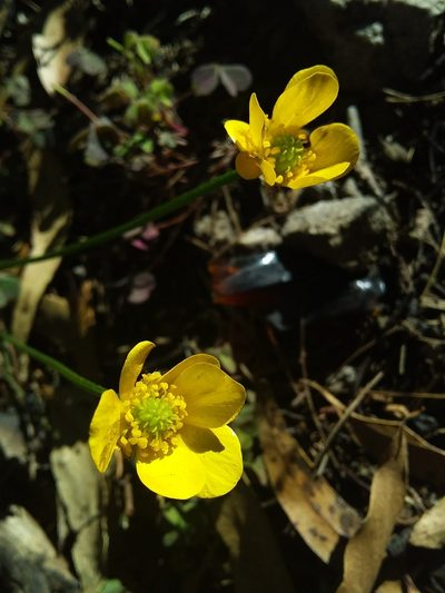 Ranunculus lappaceus, photographed by insiderelic