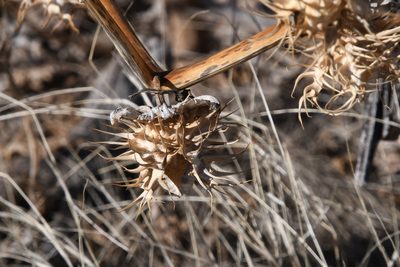 Datura discolor, photographed by Mike Ostrowski
