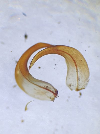 Scorpidium cossonii, photographed by Jonathan Hughes