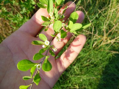 Lycium americanum, photographed by María Zeta