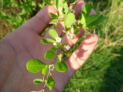 Lycium americanum, photographed by María Zeta
