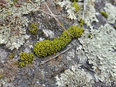 Hymenoloma crispulum, photographed by Kalvin Chan
