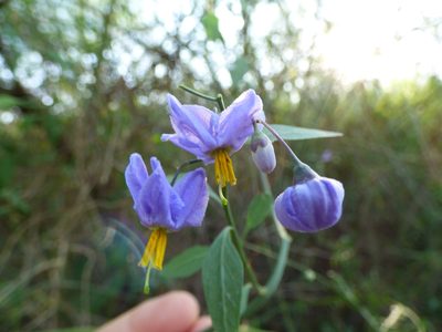 Solanum amygdalifolium, photographed by María Zeta