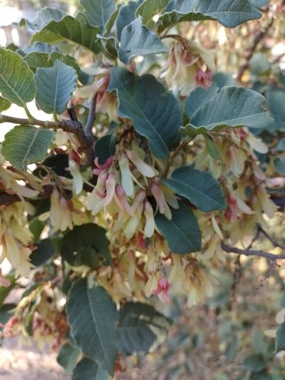 Ruprechtia apetala, photographed by Tomás Carranza Perales