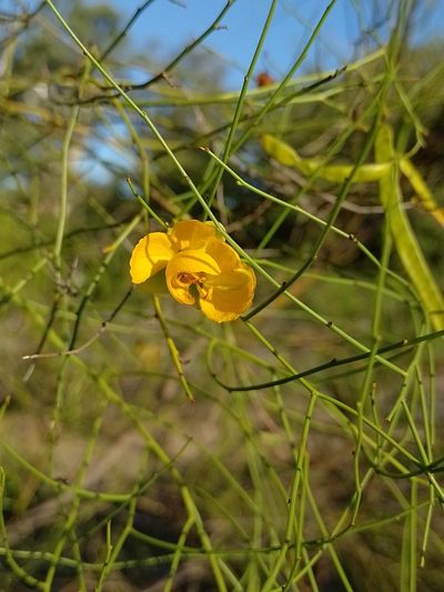 Senna pachyrrhiza, photographed by Tomás Carranza Perales