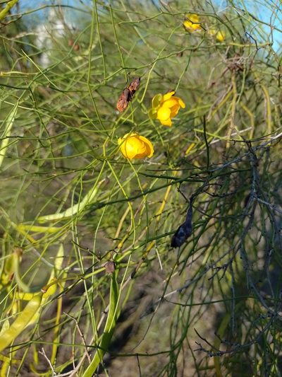 Senna pachyrrhiza, photographed by Tomás Carranza Perales