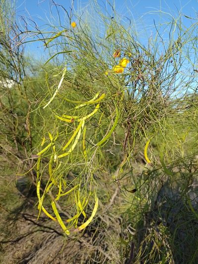 Senna pachyrrhiza, photographed by Tomás Carranza Perales