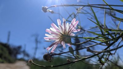 Malacothrix saxatilis, photographed by velodrome
