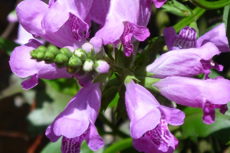 Physostegia leptophylla, photographed by mfeaver