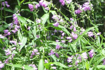 Physostegia leptophylla, photographed by mfeaver