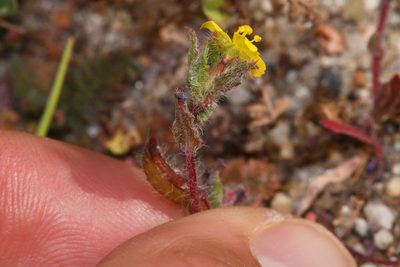 Camissoniopsis lewisii, photographed by Trevor Van Loon