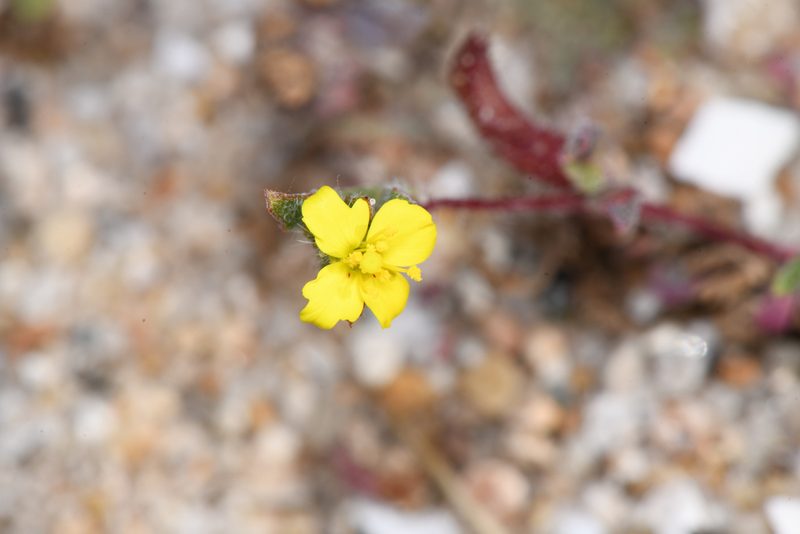 Camissoniopsis lewisii, photographed by Trevor Van Loon