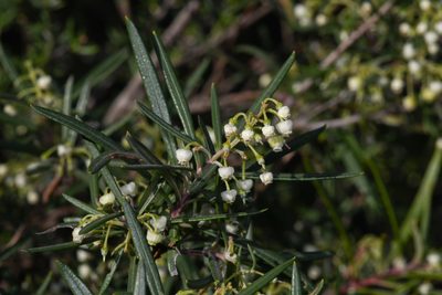 Ornithostaphylos oppositifolia, photographed by Trevor Van Loon