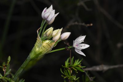 Allium praecox, photographed by Trevor Van Loon