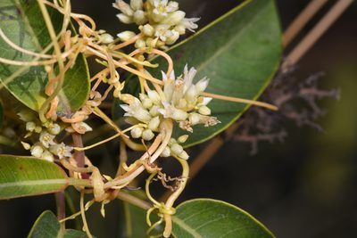 Cuscuta subinclusa, photographed by Trevor Van Loon