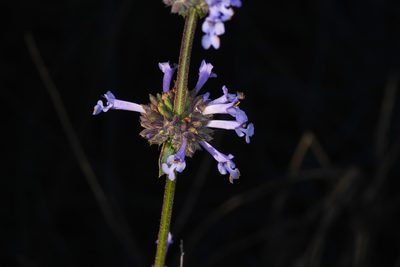 Salvia munzii, photographed by Trevor Van Loon