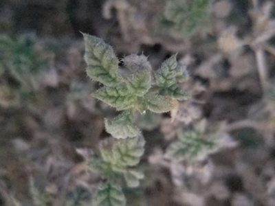 Tiquilia palmeri, photographed by Rod