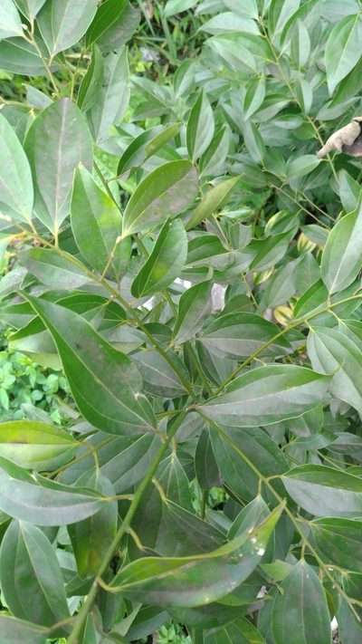 Cinnamomum osmophloeum, photographed by Jason