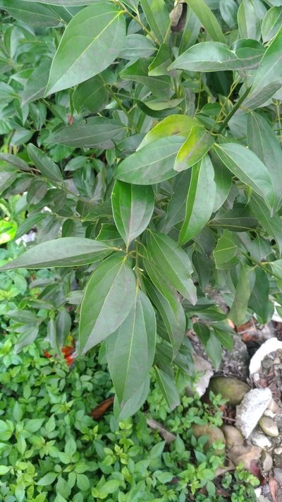 Cinnamomum osmophloeum, photographed by Jason