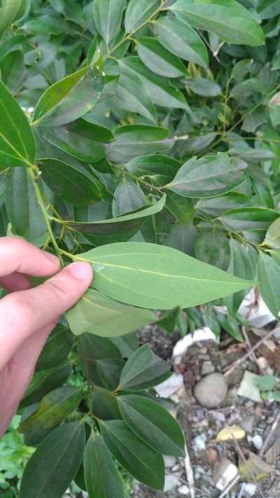 Cinnamomum osmophloeum, photographed by Jason