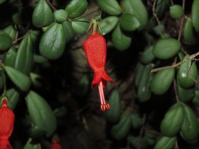 Sarmienta scandens, photographed by Nicolás Lavandero