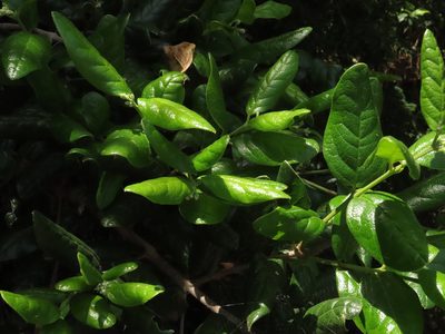 Peumus boldus, photographed by Nicolás Lavandero