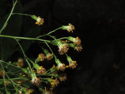 Acrisione denticulata, photographed by Nicolás Lavandero