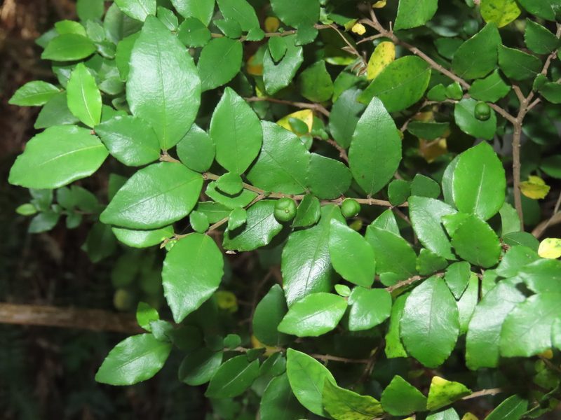Rhamnus diffusa, photographed by Nicolás Lavandero