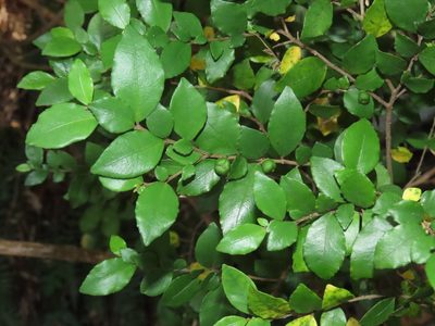 Rhamnus diffusa, photographed by Nicolás Lavandero