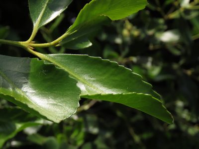 Laurelia sempervirens, photographed by Nicolás Lavandero