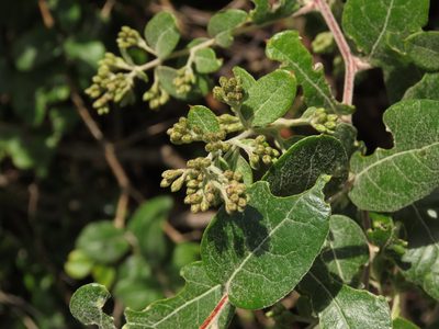 Proustia pyrifolia, photographed by Nicolás Lavandero