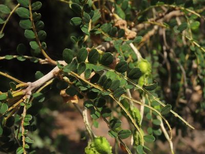 Sophora cassioides, photographed by Nicolás Lavandero