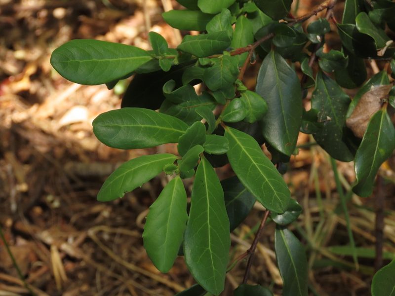 Azara integrifolia, photographed by Nicolás Lavandero