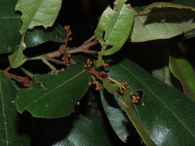 Aextoxicon punctatum