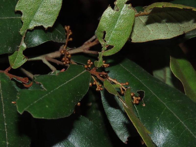 Aextoxicon punctatum, photographed by Nicolás Lavandero