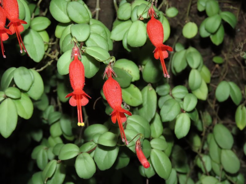 Sarmienta scandens, photographed by Nicolás Lavandero