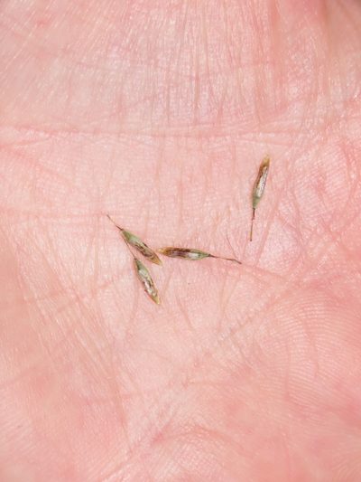 Carex phleoides, photographed by Nicolás Lavandero