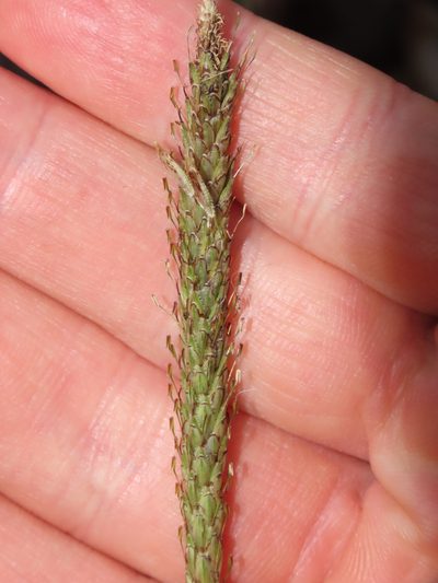 Carex phleoides, photographed by Nicolás Lavandero