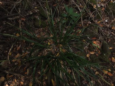 Carex phleoides, photographed by Nicolás Lavandero