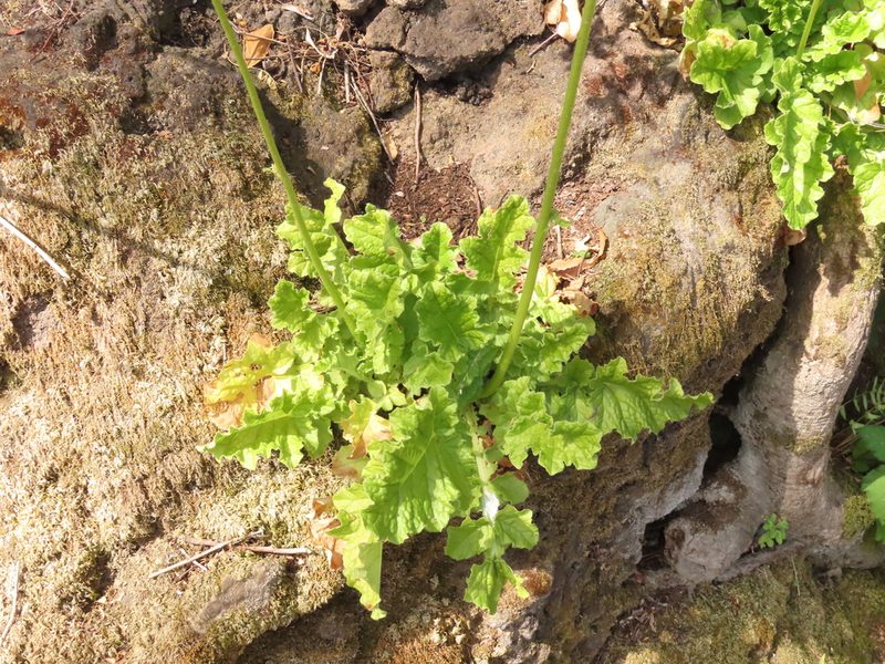 Francoa appendiculata, photographed by Nicolás Lavandero