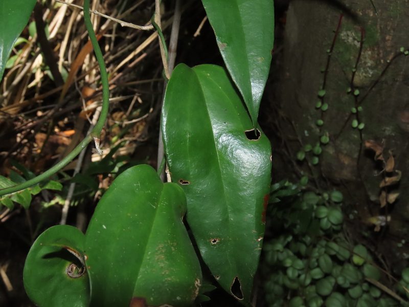 Lapageria rosea, photographed by Nicolás Lavandero