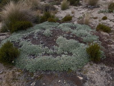 Celmisia discolor, photographed by darmozrac