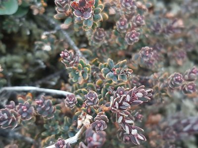 Acrothamnus colensoi, photographed by darmozrac